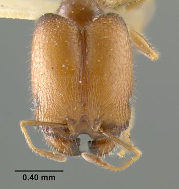 Media type: image;   Entomology 22808 Aspect: head frontal view